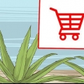 Kweek en gebruik aloe vera vir medisinale doeleindes