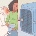 Autoritten maak met jou hond