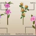 Plant azaleas
