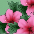 Versorging van azaleas