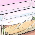 Babyguppy's help groeien