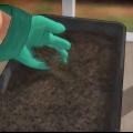 Voortplanting van bamboes