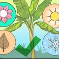 Snoei piesangbome