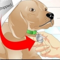 Bepalen of 'n hond 'n chip het
