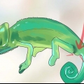 Bepalen van 'n kameleon mannelijk of vroulik is