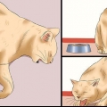 Bepalen of 'n kat rabiës het