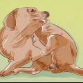 Bepalen of je hond vlooien het