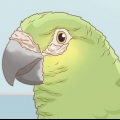 Bepalen of je vogel mijten het