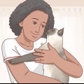 Besluiten van 'n siamese kat geskik is vir jou