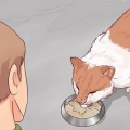 Besluiten of je je kat moet laat inslapen