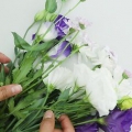 Droog blomme