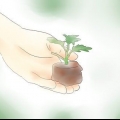 Krisante plante