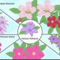 Kweek clematis