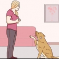 Communiceren met jou hond