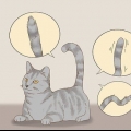 Communiceren met je kat