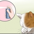 Behandeling van konjunktivitis by katte