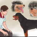 Controleren of je hond gesond en tevrede is
