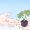 Kweek courgette