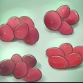 Kweek cranberries