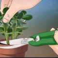 Groeiende crassula ovata