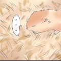 Die gebroken poot van je hamster behandel
