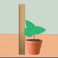 Meting van die groeitempo van plante