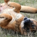Die jeukende oren van 'n hond verlichten