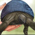 Die ouderdom van 'n schildpad bepaal