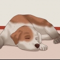 Die nagels van 'n hond knippen