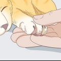 Die nagels van je kat knippen