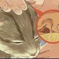 Die oren van je kat skoonmaak