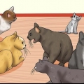 De tekenen van kattenmishandeling herkennen