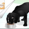 Die wag van 'n hond laat glanzen