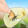 Die vleugel van 'n vlinder herstel
