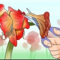 Om 'n amaryllis weer te laat blom
