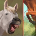 Een band vorm met jou paard deur middel van natural horsemanship