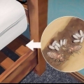Een bedwantsenplaag identifiseern