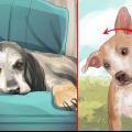 Een beroerte by honde behandel