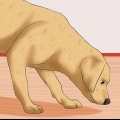 Een beroerte herkennen by honde