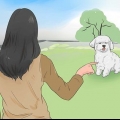Een bichon frisé trainen