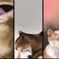Een byensteek by 'n kat behandel