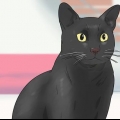 Een bombay kat identifiseer