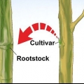 Die ent van 'n boom