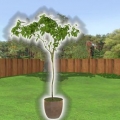 Plant 'n boom