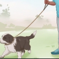 Een border collie puppy trainen