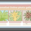 Versorging van 'n bromelia