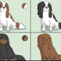 Een cavalier king charles spaniel uitkiezen