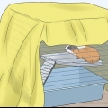 Een cavia vasthouden