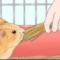 Een cavia uitvoer