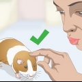Een cavia wassen